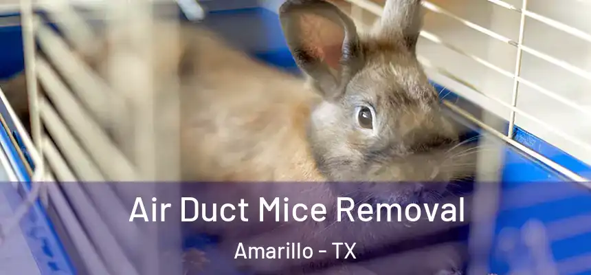  Air Duct Mice Removal Amarillo - TX